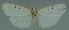  ( - MNVD-11450-G07)  @13 [ ] CreativeCommons - Attribution Non-Commercial (2011) Timm Karisch Museum fuer Naturkunde und Vorgeschichte Dessau