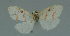  ( - MNVD-11450-G08)  @12 [ ] CreativeCommons - Attribution Non-Commercial (2011) Timm Karisch Museum fuer Naturkunde und Vorgeschichte Dessau