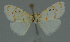  ( - MNVD-11450-G10)  @11 [ ] CreativeCommons - Attribution Non-Commercial (2011) Timm Karisch Museum fuer Naturkunde und Vorgeschichte Dessau
