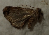  ( - MNVD-45454_C02)  @11 [ ] by-nc (2024) T.Karisch MNVD