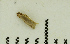  (Eudarcia sp. Small - MNVD-46770-B10)  @11 [ ] by-nc (2025) T.Karisch MNVD
