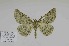  ( - BC-CT-MNHN0101)  @11 [ ] cc (2023) Claude Tautel  MNHN