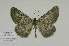  ( - BC-CT-MNHN0103)  @11 [ ] cc (2023) Claude Tautel  MNHN