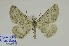  ( - BC-CT-MNHN0104)  @11 [ ] cc (2023) Claude Tautel  MNHN