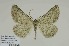  ( - BC-CT-MNHN0106)  @11 [ ] cc (2023) Claude Tautel  MNHN