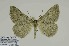  ( - BC-CT-MNHN0107)  @11 [ ] cc (2023) Claude Tautel  MNHN