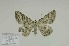  ( - BC-CT-MNHN0108)  @11 [ ] cc (2023) Claude Tautel  MNHN