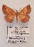  ( - BC-AL-Geo-00748)  @11 [ ] cc (2023) Antoine Leveque MNHN