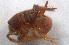  (Myrmecophilus fuscus - BC_AL_Ort_010)  @11 [ ] cc (2024) Stanislas Wroza PatriNat (OFB-MNHN)