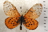  (Acraea horta - TvW0001)  @14 [ ] No Rights Reserved  Unspecified Unspecified