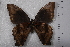  (Papilio nireus - TvW0022)  @14 [ ] No Rights Reserved  Unspecified Unspecified