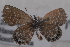  (Brephidium - TvW0025)  @13 [ ] No Rights Reserved  Unspecified Unspecified