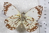  (Belenois creona severina - TvW0041)  @11 [ ] No Rights Reserved  Unspecified Unspecified