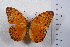  (Phalanta phalantha - TvW0048)  @13 [ ] No Rights Reserved  Unspecified Unspecified