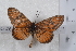  ( - TvW0059)  @11 [ ] No Rights Reserved  Unspecified Unspecified