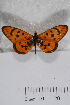  (Acraea atolmis - TvW0097)  @11 [ ] No Rights Reserved  Unspecified Unspecified