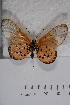  (Acraea neobule neobule - TvW0167)  @14 [ ] No Rights Reserved  Unspecified Unspecified