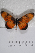  (Acraea natalica - TvW0168)  @13 [ ] No Rights Reserved  Unspecified Unspecified