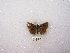  ( - MACN-Bar-Lep-ct 02133)  @12 [ ] Copyright (2011) MACN Museo Argentino de Ciencias Naturales 