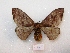  (Hylesia scortina - MACN-Bar-Lep-ct 02904)  @14 [ ] Copyright (2011) MACN Museo Argentino de Ciencias Naturales 