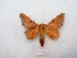  ( - MACN-Bar-Lep-ct 02908)  @14 [ ] Copyright (2011) MACN Museo Argentino de Ciencias Naturales 
