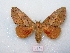  ( - MACN-Bar-Lep-ct 02914)  @14 [ ] Copyright (2011) MACN Museo Argentino de Ciencias Naturales 