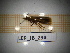  ( - LEP_JB_294)  @11 [ ] CreativeCommons Attribution (2025) Dept Invertebrate Zoology and Hydrobiology, University of Lodz University of Lodz