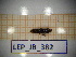  ( - LEP_JB_382)  @11 [ ] CreativeCommons Attribution (2025) Dept Invertebrate Zoology and Hydrobiology, University of Lodz University of Lodz
