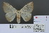  (Arctornis lumulosa - RMNH.INS.13469)  @13 [ ] Unspecified (default): All Rights Reserved  Unspecified Unspecified