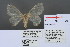 (Arctornis sp. 1 - RMNH.INS.13482)  @12 [ ] Unspecified (default): All Rights Reserved  Unspecified Unspecified