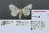  (Dendrophleps - RMNH.INS.13484)  @13 [ ] Unspecified (default): All Rights Reserved  Unspecified Unspecified
