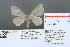  (Arctornis albescens - RMNH.INS.13491)  @13 [ ] Unspecified (default): All Rights Reserved  Unspecified Unspecified
