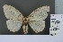  (Psilochira Iineata - RMNH.INS.13506)  @14 [ ] Unspecified (default): All Rights Reserved  Unspecified Unspecified