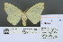 (Arctornis rutila - RMNH.INS.13547)  @13 [ ] Unspecified (default): All Rights Reserved  Unspecified Unspecified