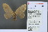  (Toxoproctis hemibathes - RMNH.INS.13567)  @13 [ ] Unspecified (default): All Rights Reserved  Unspecified Unspecified