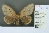  (Nygmia moalata - RMNH.INS.13605)  @14 [ ] Unspecified (default): All Rights Reserved  Unspecified Unspecified