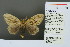  (Nygmia peperites - RMNH.INS.13609)  @13 [ ] Unspecified (default): All Rights Reserved  Unspecified Unspecified