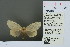  (Perina sunda - RMNH.INS.13625)  @13 [ ] Unspecified (default): All Rights Reserved  Unspecified Unspecified