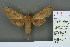  ( - RMNH.INS.13648)  @12 [ ] Unspecified (default): All Rights Reserved  Unspecified Unspecified