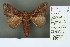  ( - RMNH.INS.13685)  @13 [ ] Unspecified (default): All Rights Reserved  Unspecified Unspecified