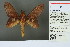  (Gastropacha leopoldi - RMNH.INS.13748)  @13 [ ] Unspecified (default): All Rights Reserved  Unspecified Unspecified