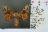  ( - RMNH.INS.13752)  @13 [ ] Unspecified (default): All Rights Reserved  Unspecified Unspecified