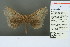  (Allotoma - RMNH.INS.13758)  @13 [ ] Unspecified (default): All Rights Reserved  Unspecified Unspecified