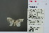  ( - RMNH.INS.13777)  @13 [ ] Unspecified (default): All Rights Reserved  Unspecified Unspecified
