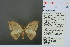  ( - RMNH.INS.13783)  @13 [ ] Unspecified (default): All Rights Reserved  Unspecified Unspecified