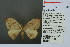  (Callidrepana saucia - RMNH.INS.13784)  @13 [ ] Unspecified (default): All Rights Reserved  Unspecified Unspecified