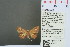  (Chrysocraspeda dramaturgis - RMNH.INS.13897)  @11 [ ] Unspecified (default): All Rights Reserved  Unspecified Unspecified