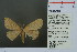  (Perixera ochraria - RMNH.INS.13903)  @13 [ ] Unspecified (default): All Rights Reserved  Unspecified Unspecified