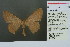  ( - RMNH.INS.13908)  @11 [ ] Unspecified (default): All Rights Reserved  Unspecified Unspecified