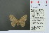 ( - RMNH.INS.13934)  @13 [ ] Unspecified (default): All Rights Reserved  Unspecified Unspecified